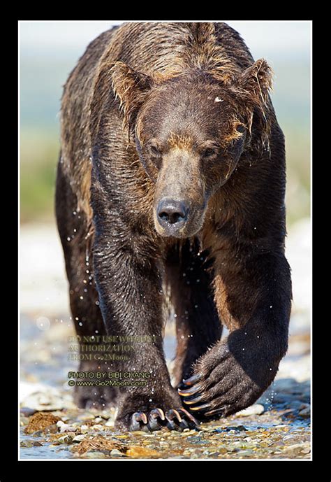 Hunting the Menacing Bear: A Dangerous Pursuit
